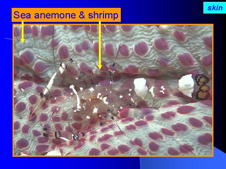 Sea anemone & shrimp skin 