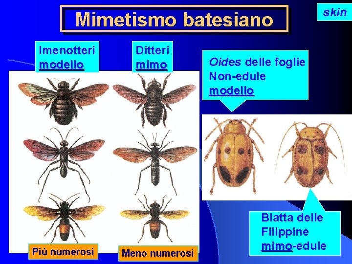 Mimetismo batesiano Imenotteri modello Più numerosi Ditteri mimo Meno numerosi skin Oides delle foglie