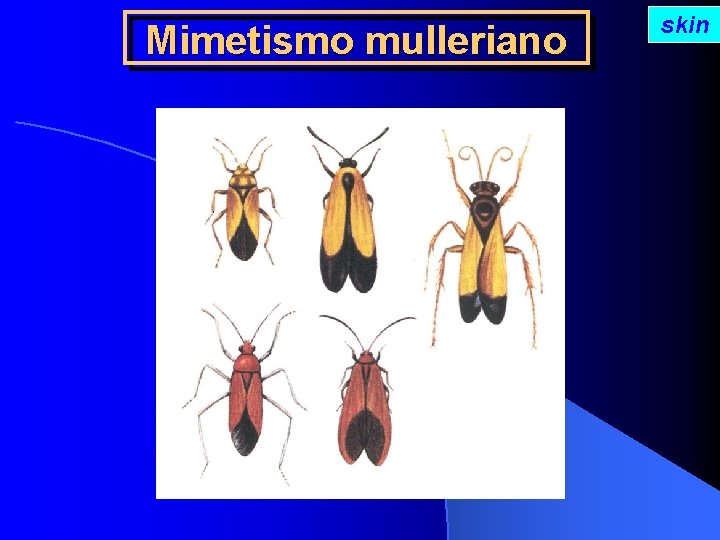 Mimetismo mulleriano skin 