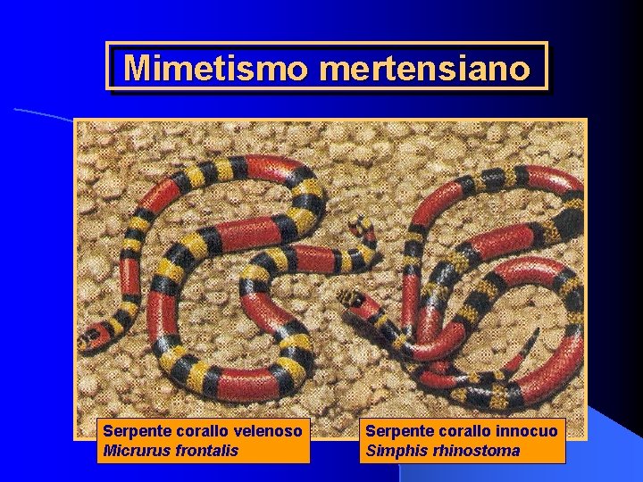 Mimetismo mertensiano Serpente corallo velenoso Micrurus frontalis Serpente corallo innocuo Simphis rhinostoma 