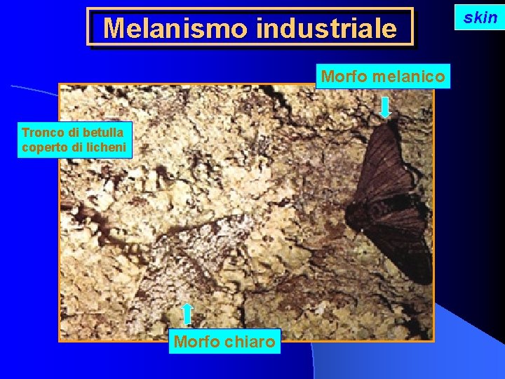 Melanismo industriale Morfo melanico Tronco di betulla coperto di licheni Morfo chiaro skin 