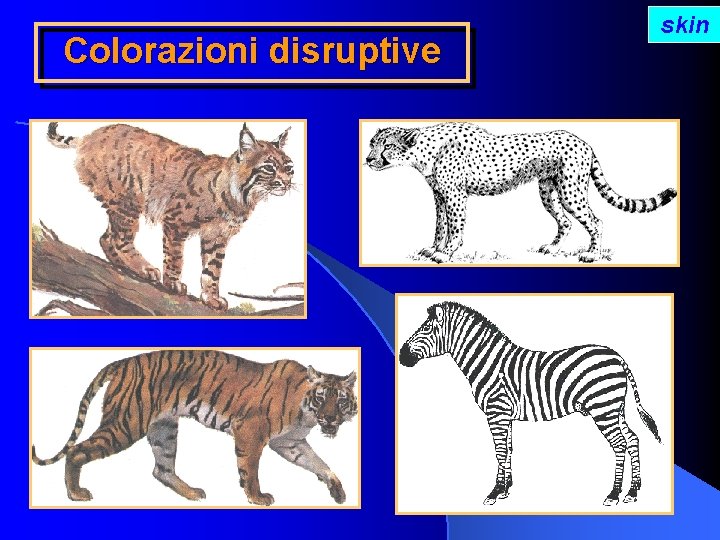 Colorazioni disruptive skin 