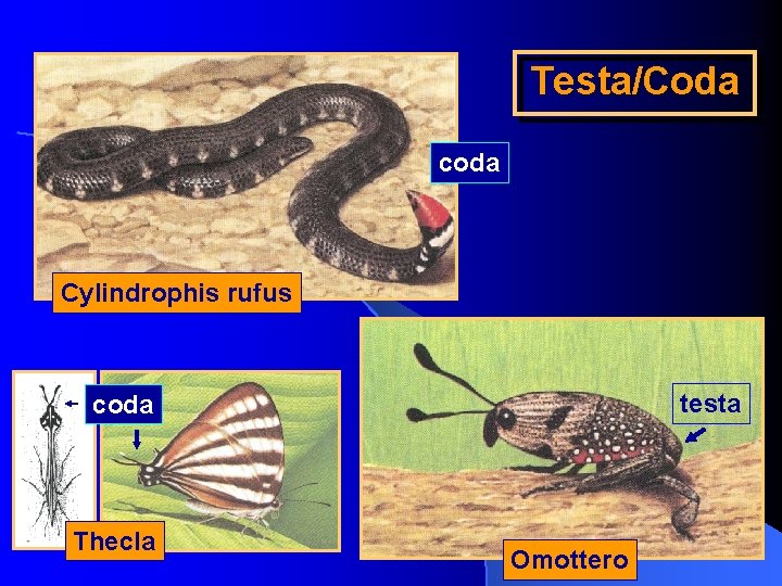 Testa/Coda coda Cylindrophis rufus testa coda Thecla Omottero 