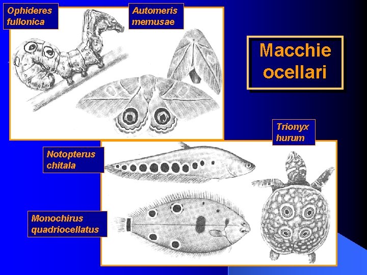 Ophideres fullonica Automeris memusae Macchie ocellari Trionyx hurum Notopterus chitala Monochirus quadriocellatus 