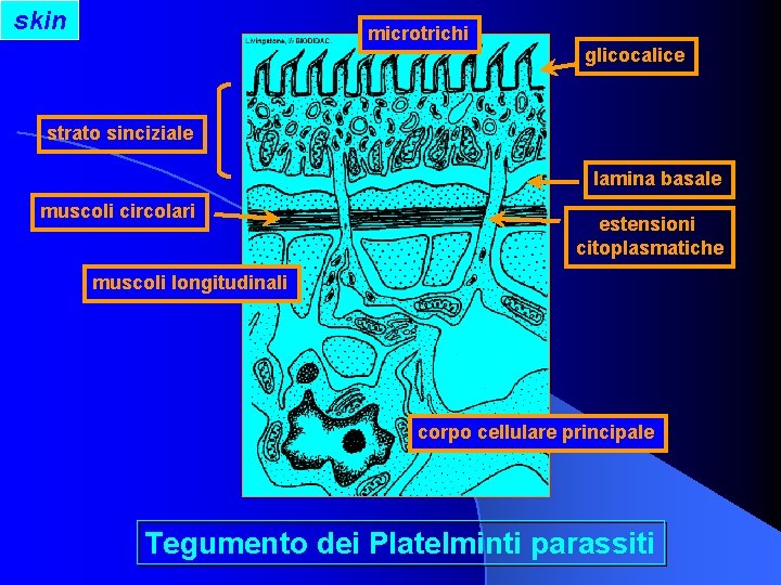 skin microtrichi glicocalice strato sinciziale lamina basale muscoli circolari estensioni citoplasmatiche muscoli longitudinali corpo