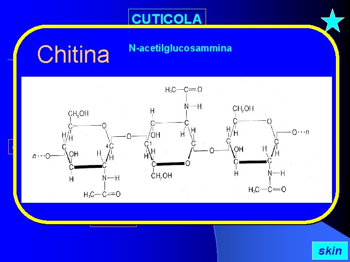 CUTICOLA Chitina epicuticola apertura delle ghiandole dermali N-acetilglucosammina setola pori canali esocuticola procuticola endocuticola