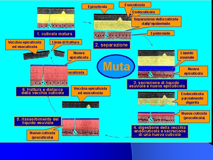 Epicuticola Esocuticola Endocuticola Separazione della cuticola dallp’epidermide Epidermide 1. cuticola matura Vecchia epicuticola ed