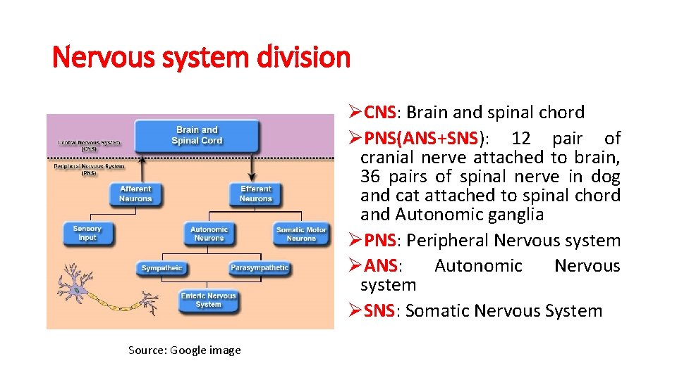 Nervous system division ØCNS: Brain and spinal chord ØPNS(ANS+SNS): 12 pair of cranial nerve