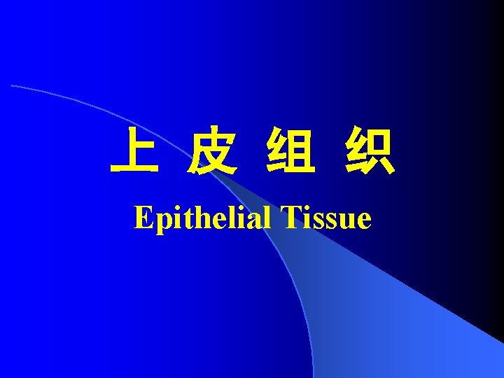 上 皮 组 织 Epithelial Tissue 