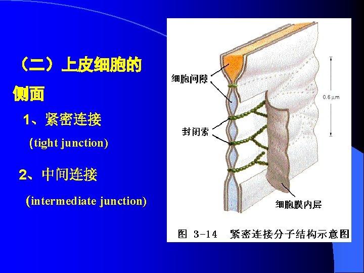 （二）上皮细胞的 侧面 1、紧密连接 (tight junction) 2、中间连接 (intermediate junction) 