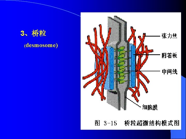 3、桥粒 (desmosome) 