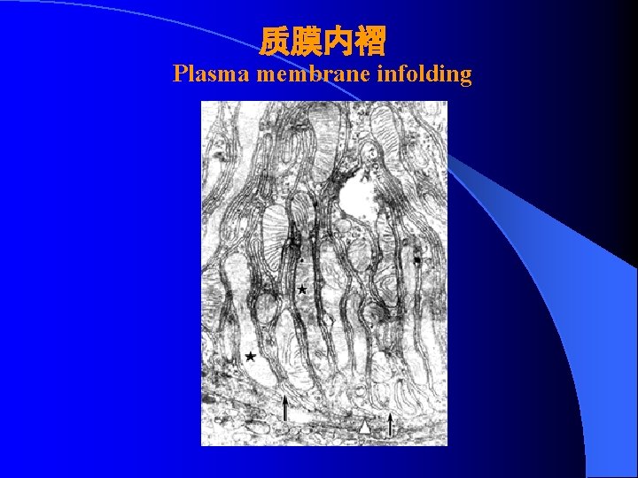 质膜内褶 Plasma membrane infolding 
