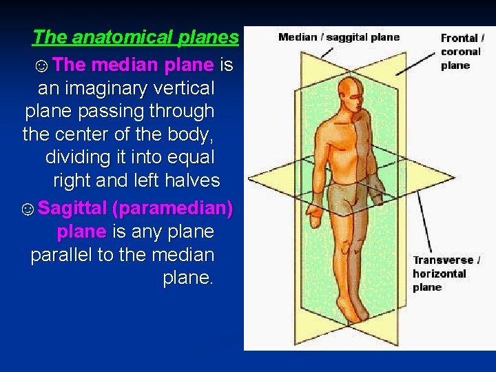 The anatomical planes ☺The median plane is an imaginary vertical plane passing through the