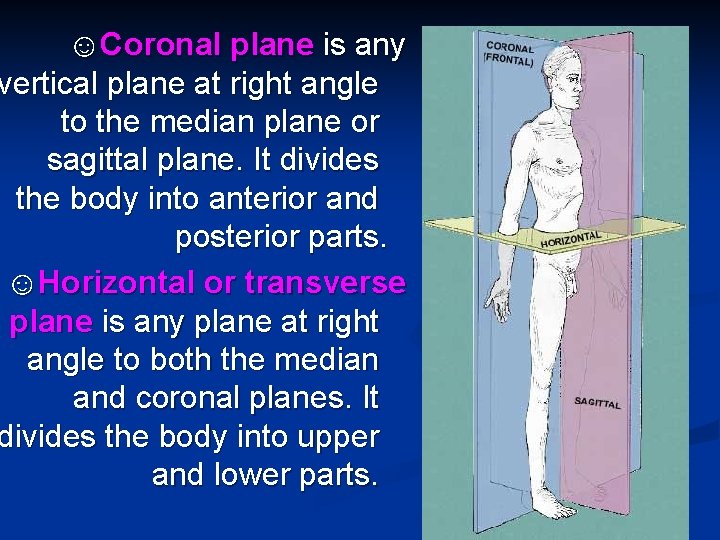 ☺Coronal plane is any vertical plane at right angle to the median plane or