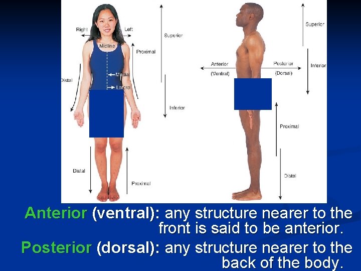 Anterior (ventral): any structure nearer to the front is said to be anterior. Posterior