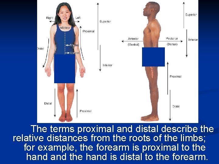 The terms proximal and distal describe the relative distances from the roots of the