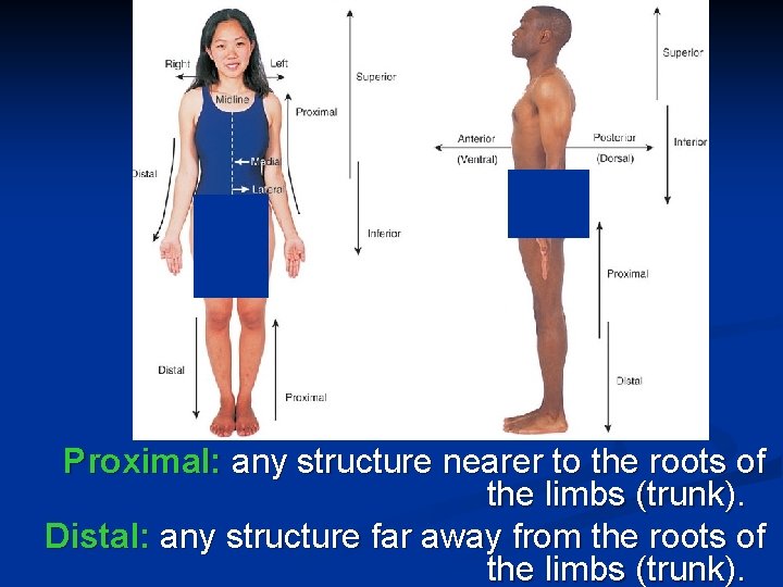 Proximal: any structure nearer to the roots of the limbs (trunk). Distal: any structure
