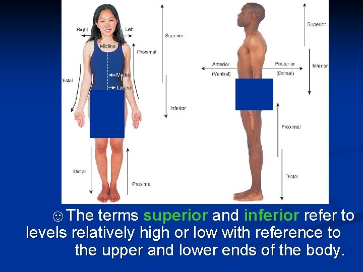 ☺The terms superior and inferior refer to levels relatively high or low with reference