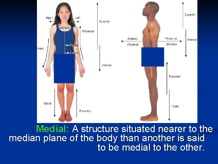 Medial: A structure situated nearer to the median plane of the body than another