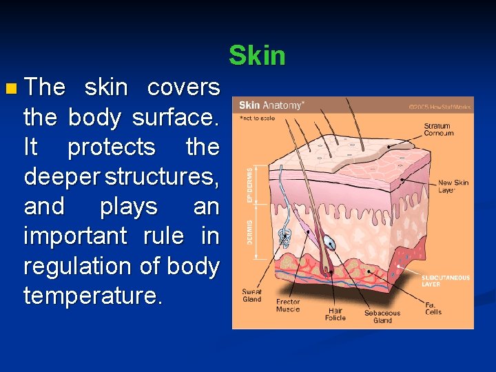 Skin n The skin covers the body surface. It protects the deeper structures, and