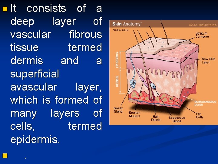 n It consists of a deep layer of vascular fibrous tissue termed dermis and