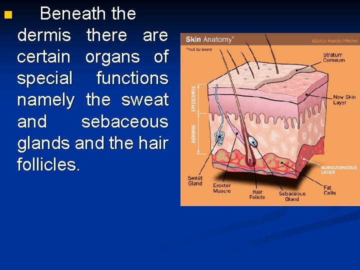 n Beneath the dermis there are certain organs of special functions namely the sweat