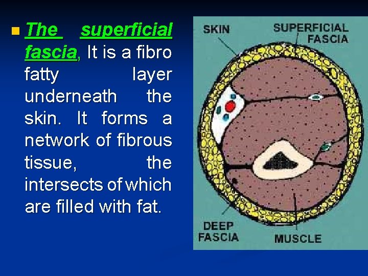 n The superficial fascia, It is a fibro fatty layer underneath the skin. It