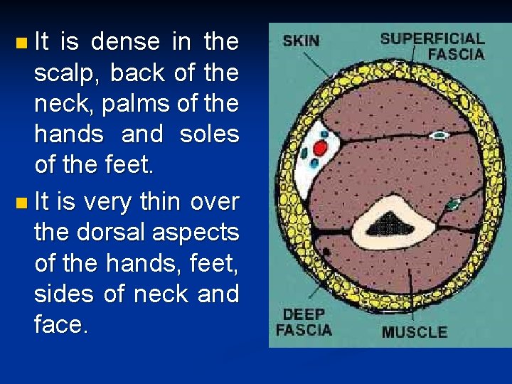 n It is dense in the scalp, back of the neck, palms of the