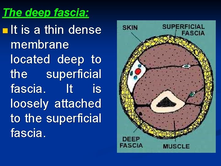 The deep fascia: n It is a thin dense membrane located deep to the