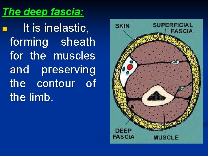 The deep fascia: n It is inelastic, forming sheath for the muscles and preserving