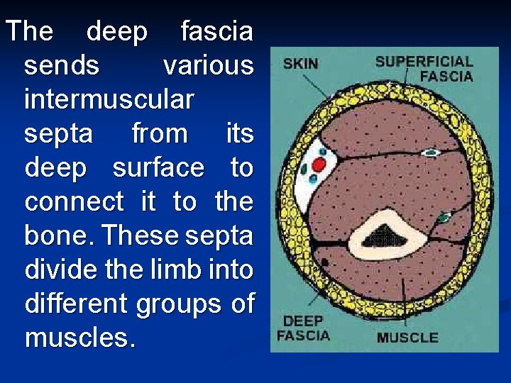 The deep fascia sends various intermuscular septa from its deep surface to connect it