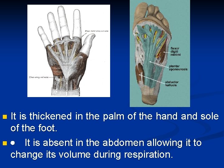 It is thickened in the palm of the hand sole of the foot. n