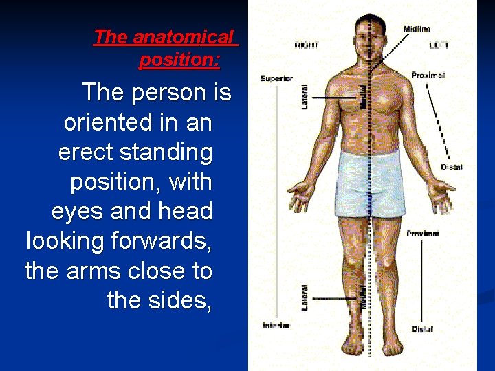 The anatomical position: The person is oriented in an erect standing position, with eyes