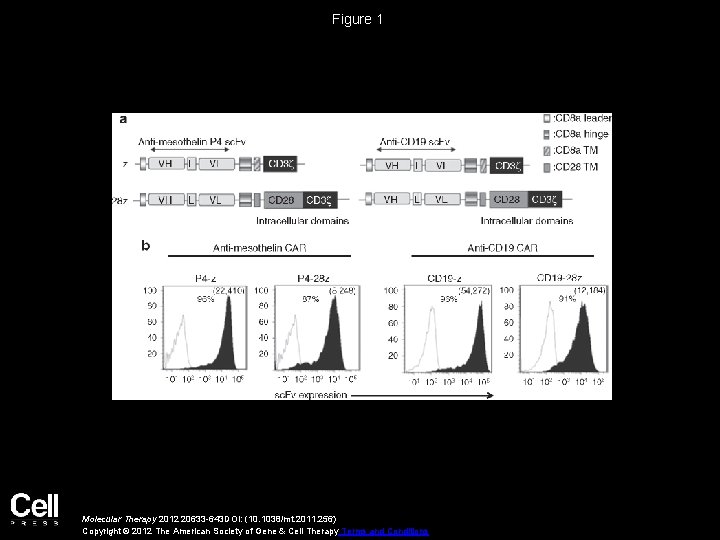 Figure 1 Molecular Therapy 2012 20633 -643 DOI: (10. 1038/mt. 2011. 256) Copyright ©