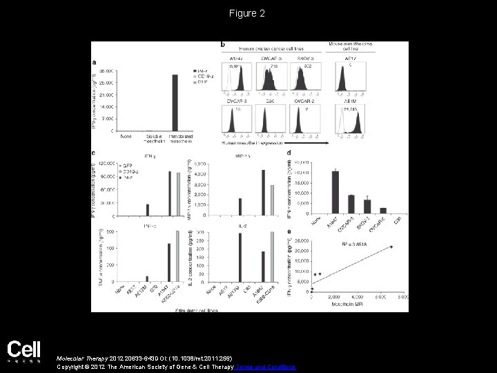 Figure 2 Molecular Therapy 2012 20633 -643 DOI: (10. 1038/mt. 2011. 256) Copyright ©