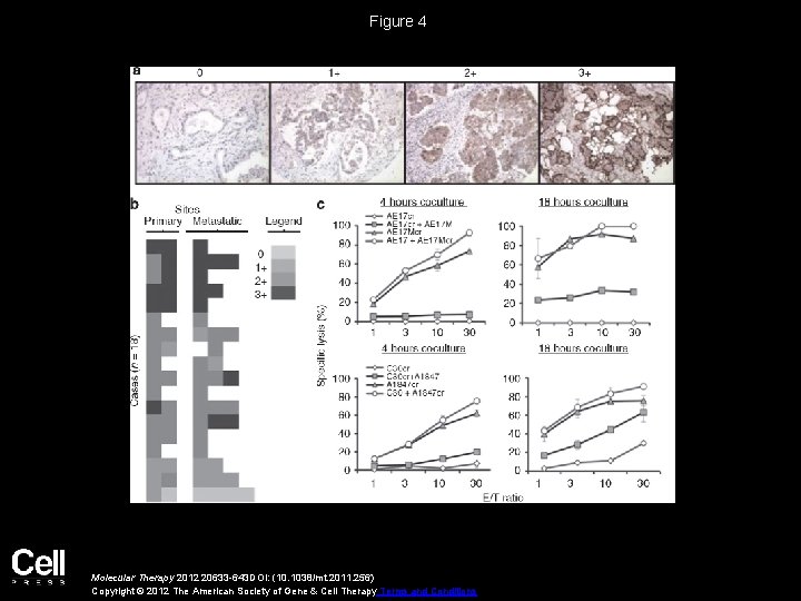 Figure 4 Molecular Therapy 2012 20633 -643 DOI: (10. 1038/mt. 2011. 256) Copyright ©