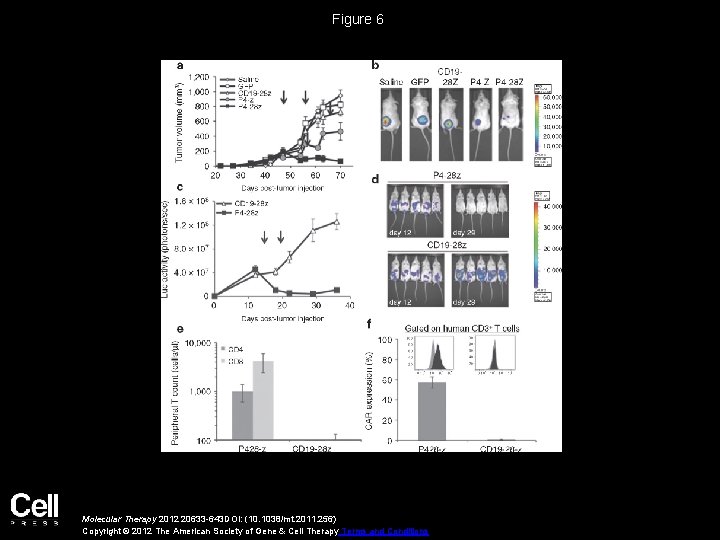 Figure 6 Molecular Therapy 2012 20633 -643 DOI: (10. 1038/mt. 2011. 256) Copyright ©