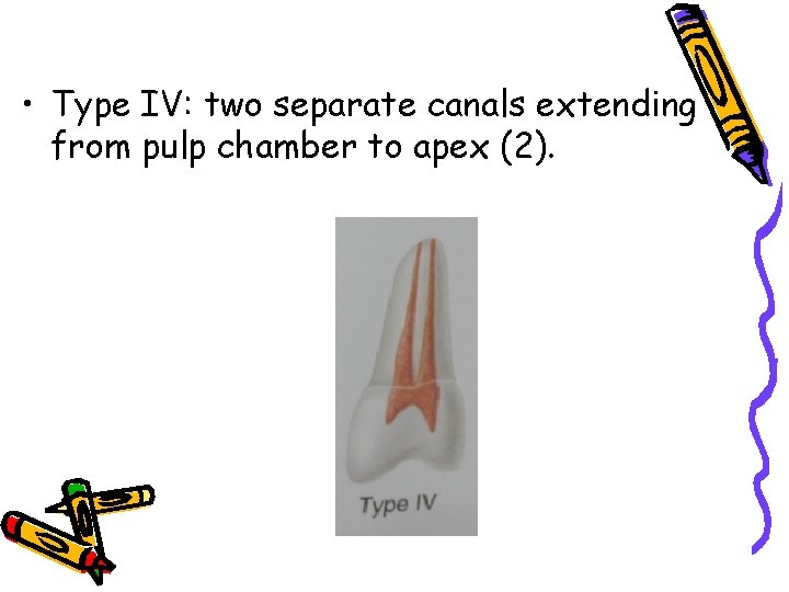  • Type IV: two separate canals extending from pulp chamber to apex (2).
