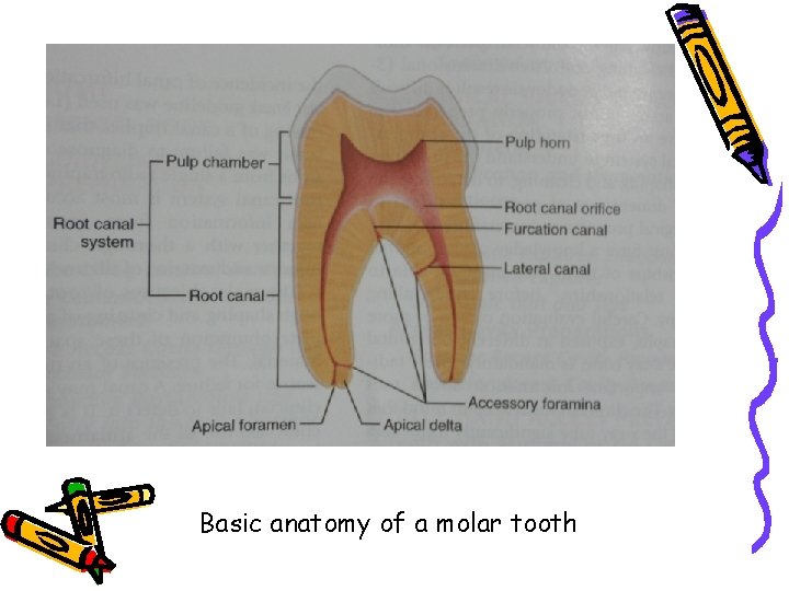 Basic anatomy of a molar tooth 