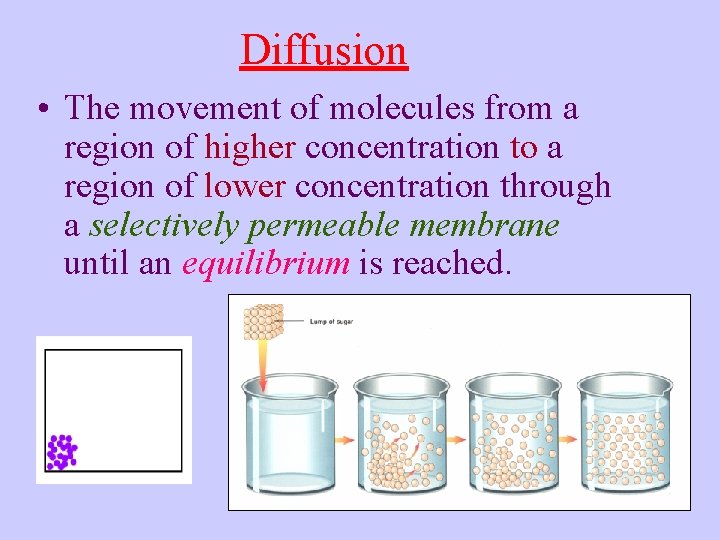 Diffusion • The movement of molecules from a region of higher concentration to a