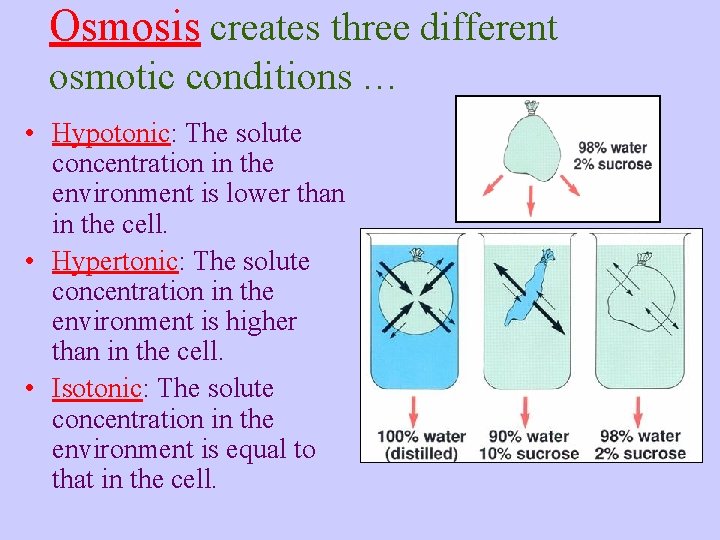 Osmosis creates three different osmotic conditions … • Hypotonic: The solute concentration in the