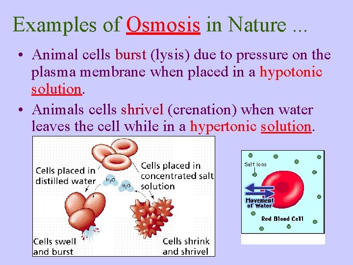 Examples of Osmosis in Nature. . . • Animal cells burst (lysis) due to