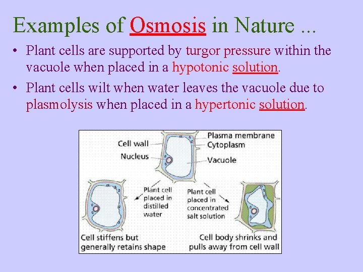 Examples of Osmosis in Nature. . . • Plant cells are supported by turgor