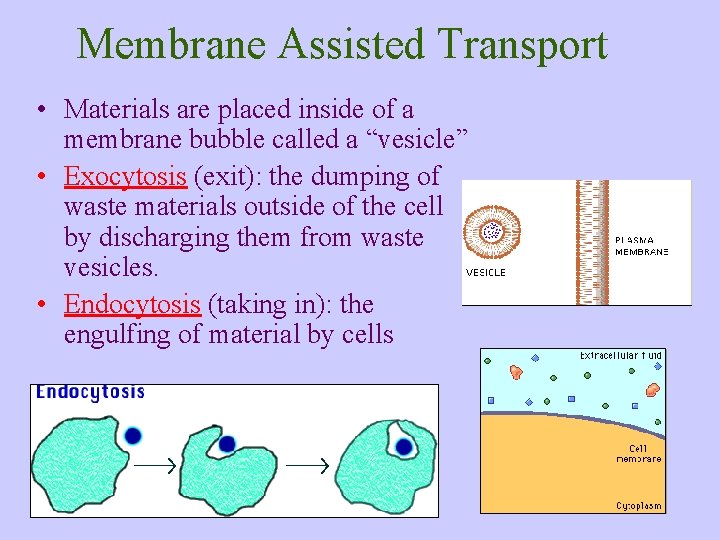 Membrane Assisted Transport • Materials are placed inside of a membrane bubble called a