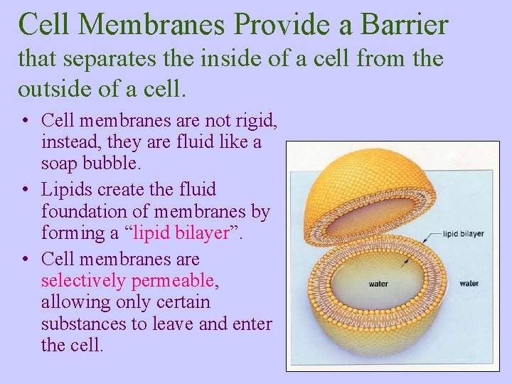 Cell Membranes Provide a Barrier that separates the inside of a cell from the