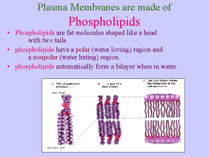 Plasma Membranes are made of Phospholipids • Phospholipids are fat molecules shaped like a