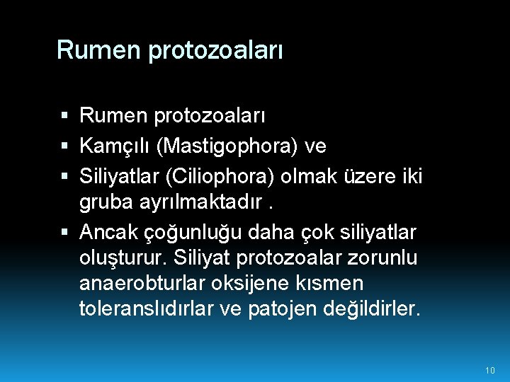 Rumen protozoaları Kamçılı (Mastigophora) ve Siliyatlar (Ciliophora) olmak üzere iki gruba ayrılmaktadır. Ancak çoğunluğu