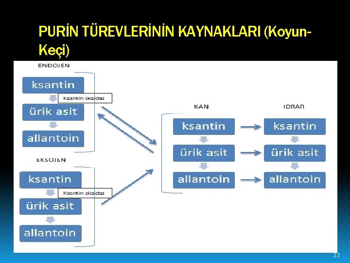 PURİN TÜREVLERİNİN KAYNAKLARI (Koyun. Keçi) 23 