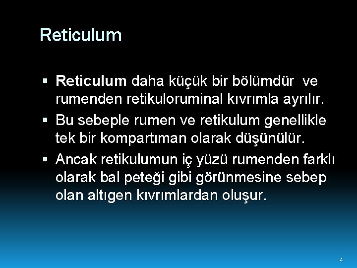 Reticulum daha küçük bir bölümdür ve rumenden retikuloruminal kıvrımla ayrılır. Bu sebeple rumen ve