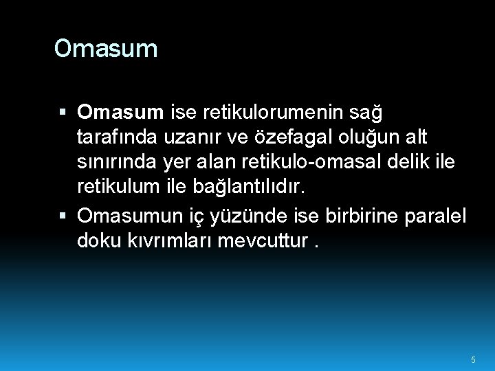 Omasum ise retikulorumenin sağ tarafında uzanır ve özefagal oluğun alt sınırında yer alan retikulo-omasal